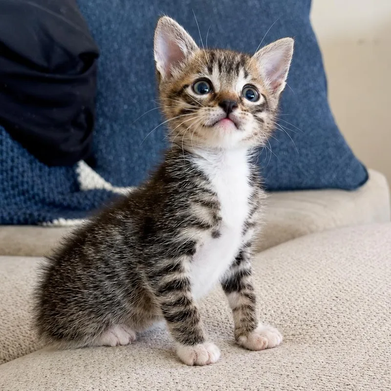 A baby small-sized male Tabby (Brown / Chocolate) Domestic Short Hair cat named Outlaw for adoption in Bryan, TX