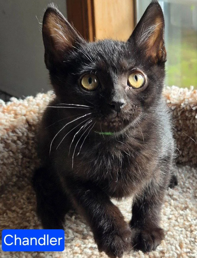 A baby medium-sized male Black Domestic Short Hair cat named Chandler for adoption in Battle Ground, WA