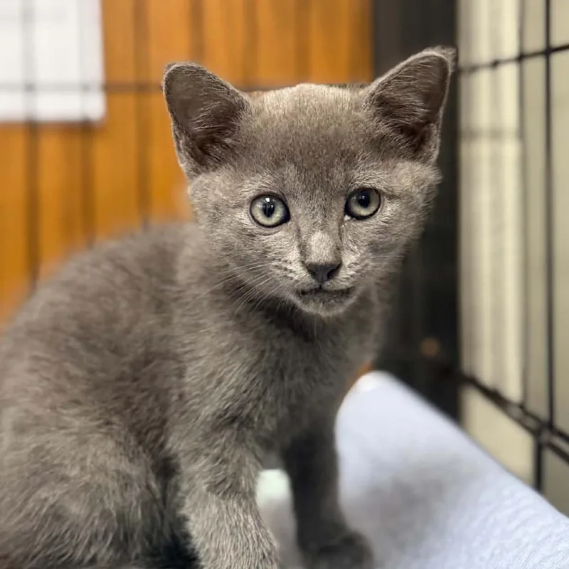A baby small-sized female Domestic Short Hair cat named Scallop for adoption in Caryville, TN