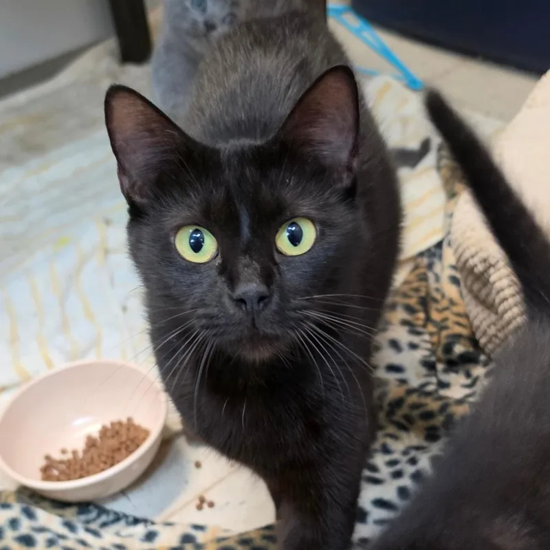 An adult medium-sized female Black American Shorthair cat named Mystical Magical for adoption in Melrose, FL