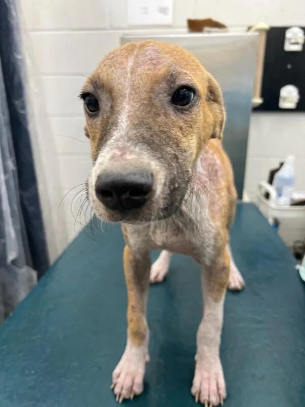 A young medium-sized male Brown / Chocolate Mixed Breed dog named Rowan for adoption in Mobile, AL