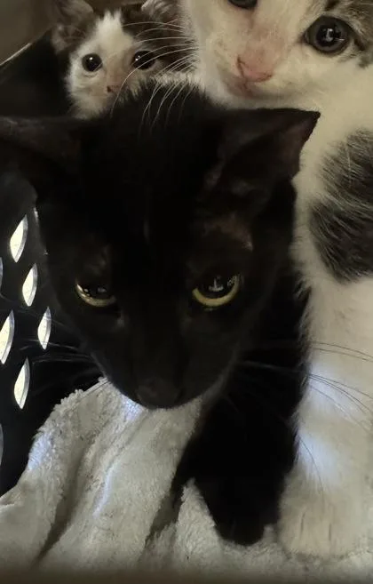 An adult small-sized female Domestic Short Hair cat named Margarita for adoption in Farmers Branch, TX