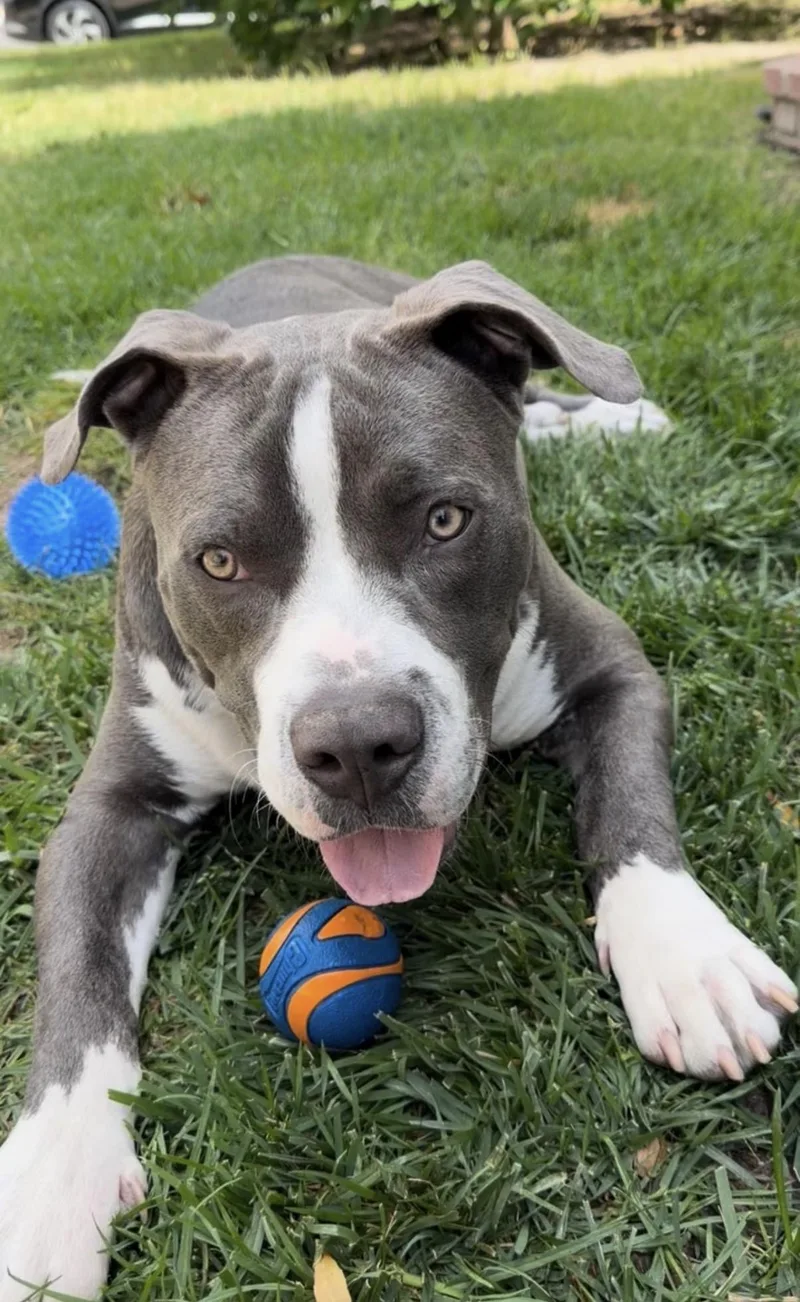 Kona