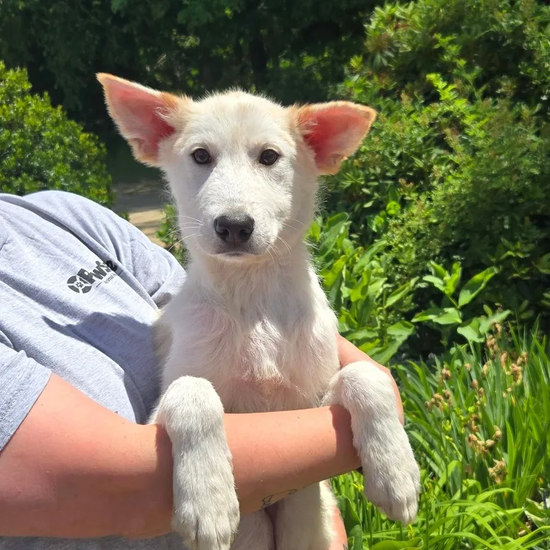 A young medium-sized male White / Cream Mixed Breed dog named CT Zimmy for adoption in Eastford, CT