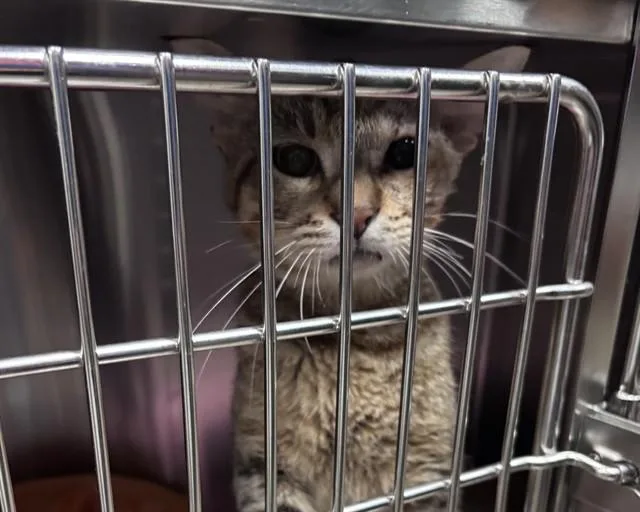 An adult medium-sized male Domestic Short Hair cat named O'Malley for adoption in Olathe, KS