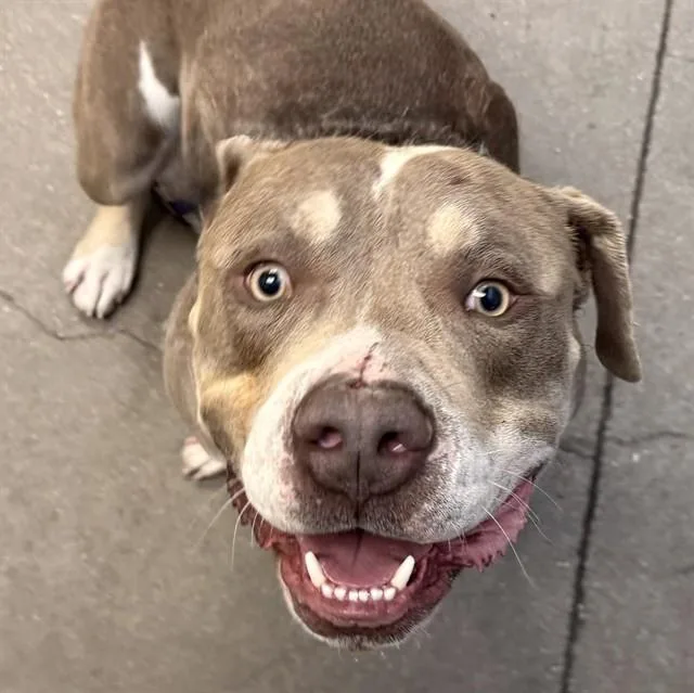 An adult medium-sized male Pit Bull Terrier dog named Lucky for adoption in Tucson, AZ