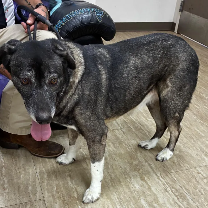 A senior large-sized female Gray / Blue / Silver Cattle Dog dog named Tasha for adoption in Pine Bluff, AR