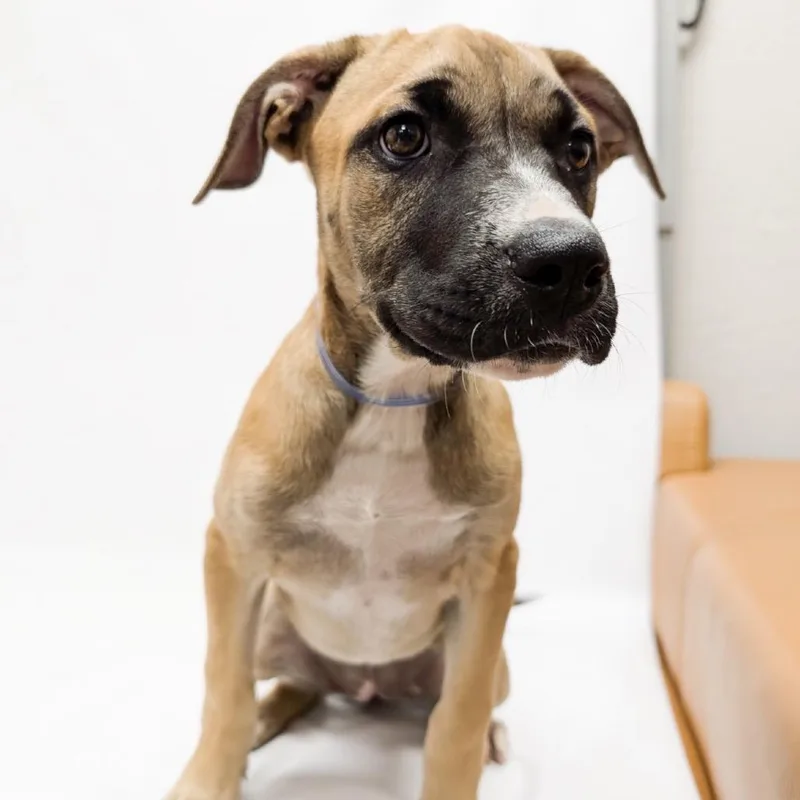 A baby small-sized female Pit Bull Terrier dog named Willow for adoption in Parker, CO