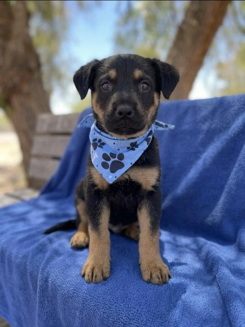 A baby medium-sized male German Shepherd Dog dog named Biggie for adoption in Anza, CA