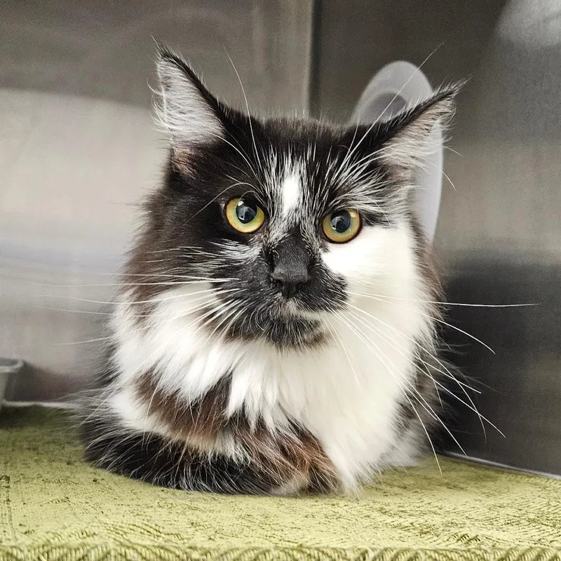 A young medium-sized female Domestic Long Hair cat named Latte for adoption in Oneonta, NY