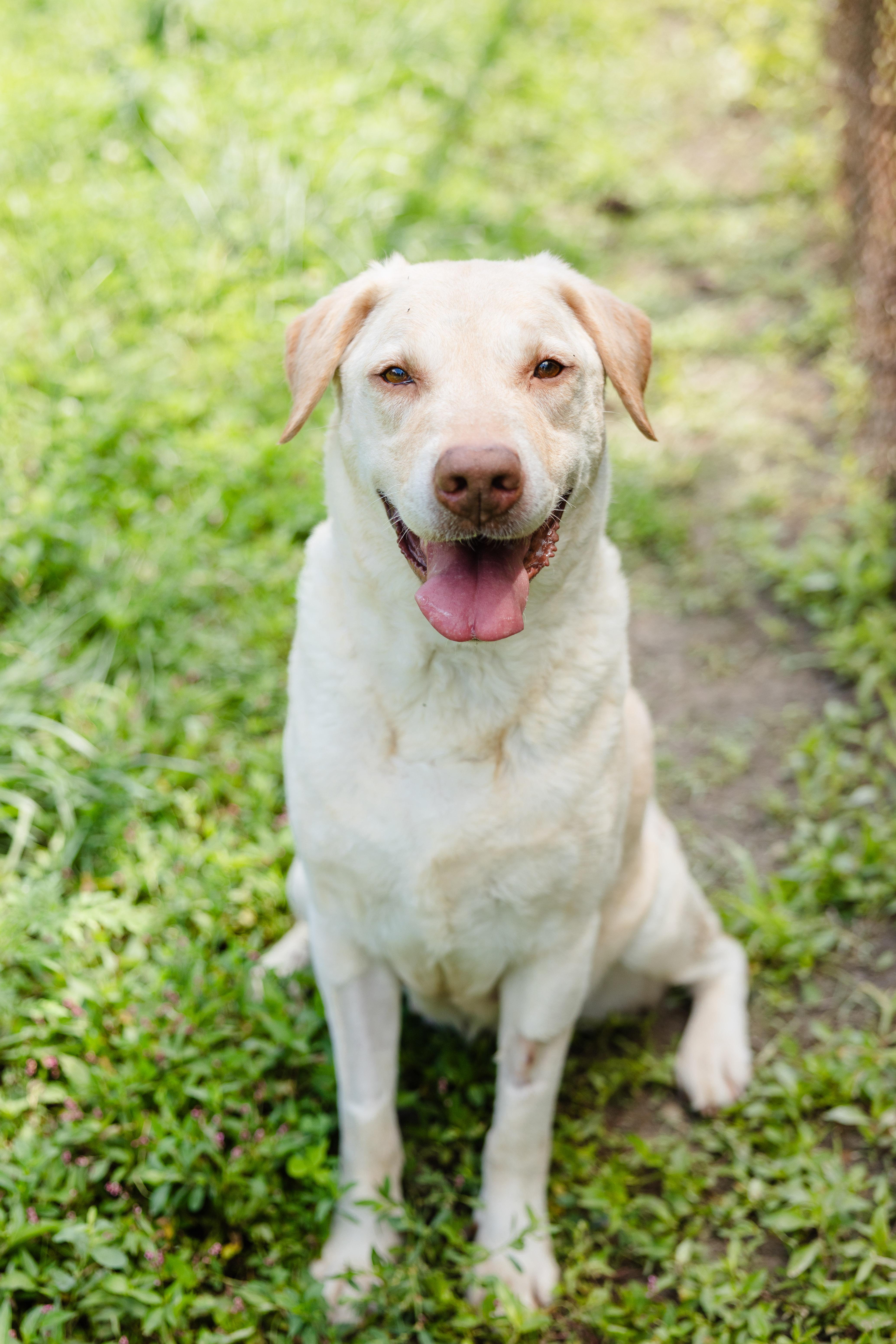 A senior medium-sized female Labrador Retriever dog named Vivian for adoption in Newburgh, IN