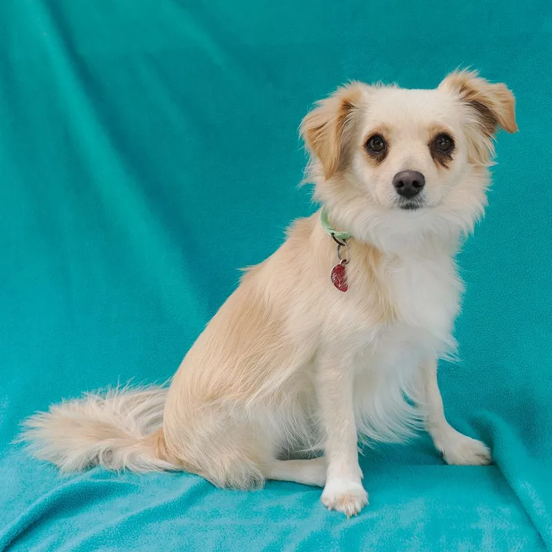 An adult small-sized male Yellow / Tan / Blond / Fawn Chihuahua dog named Bear for adoption in Point Richmond, CA