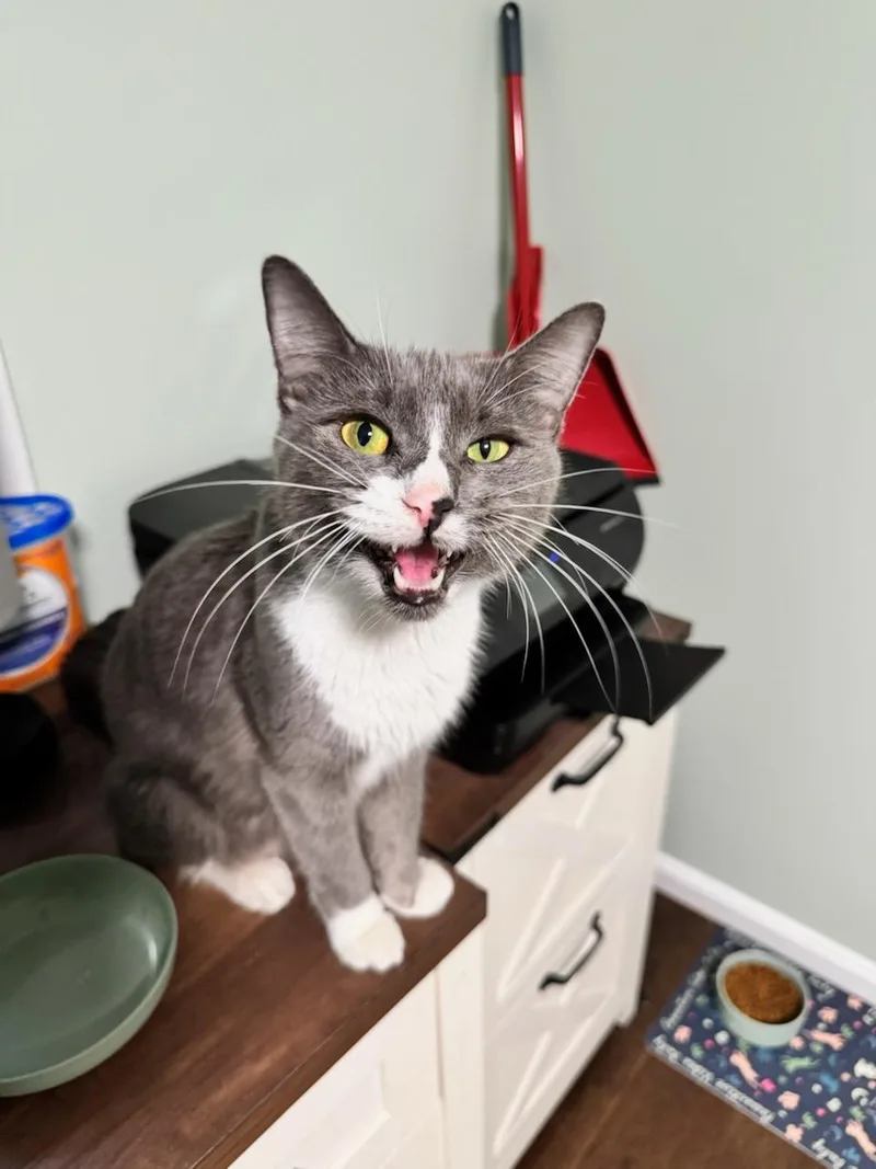 An adult medium-sized female Domestic Short Hair cat named Willow for adoption in Medfield, MA