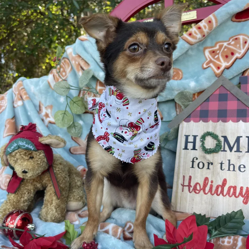 Paddington thumbnail 2