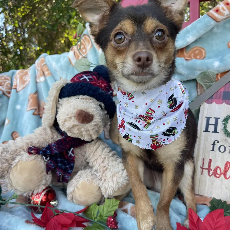 Paddington thumbnail 3