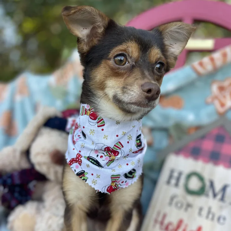 Paddington thumbnail 4