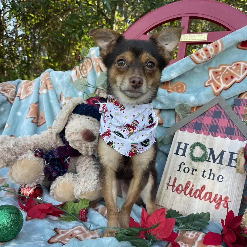 Paddington thumbnail 5