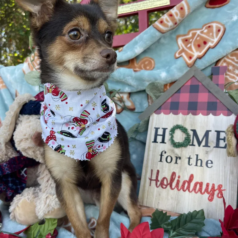 Paddington thumbnail 6