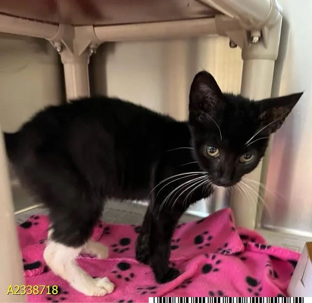 A baby small-sized male Domestic Short Hair cat named Tippy for adoption in West Palm Beach, FL