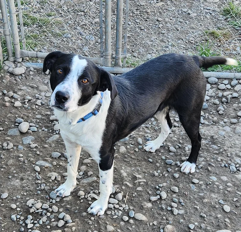 An adult medium-sized male Border Collie dog named Marty for adoption in Billings, MT