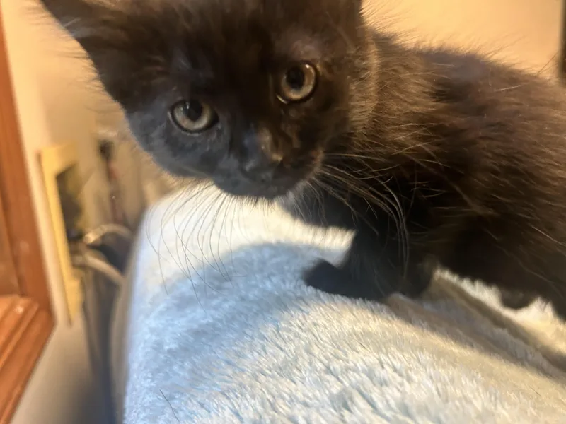 A baby medium-sized female Domestic Short Hair cat named Hermione for adoption in Pasco, WA