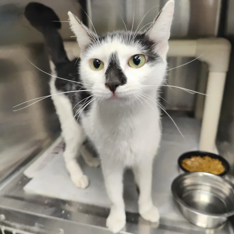 A young small-sized female Black & White / Tuxedo Domestic Short Hair cat named Poppy for adoption in Jersey city, NJ