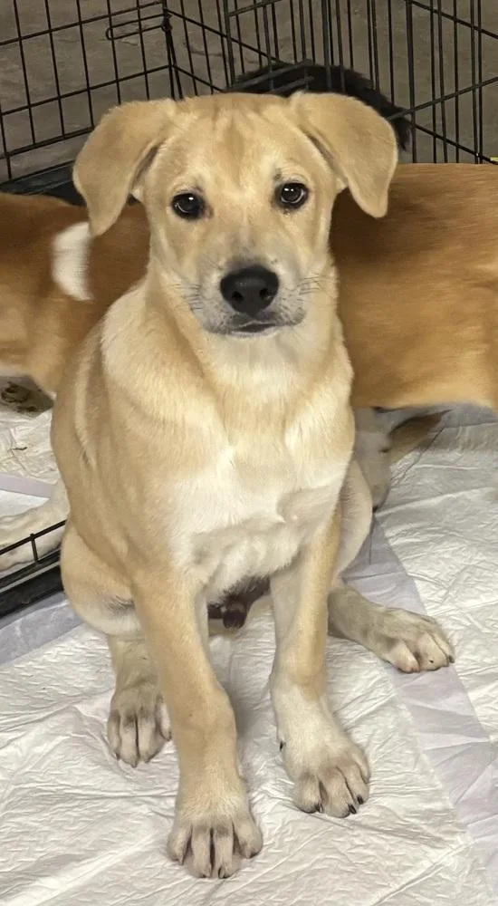 A baby medium-sized male Shepherd dog named Chance for adoption in Lafayette, CO