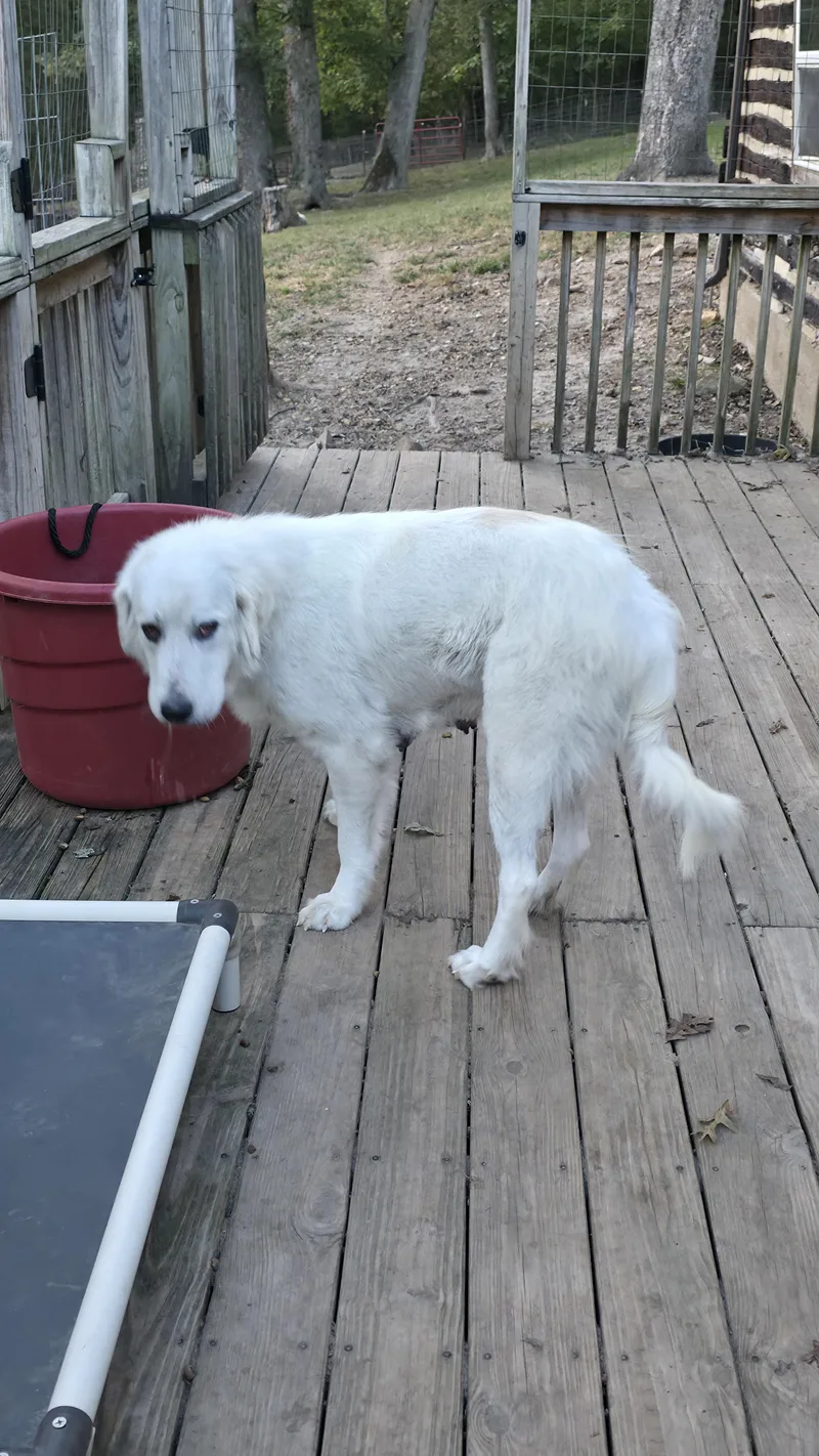 An adult large-sized female Great Pyrenees dog named Renee for adoption in Dittmer, MO