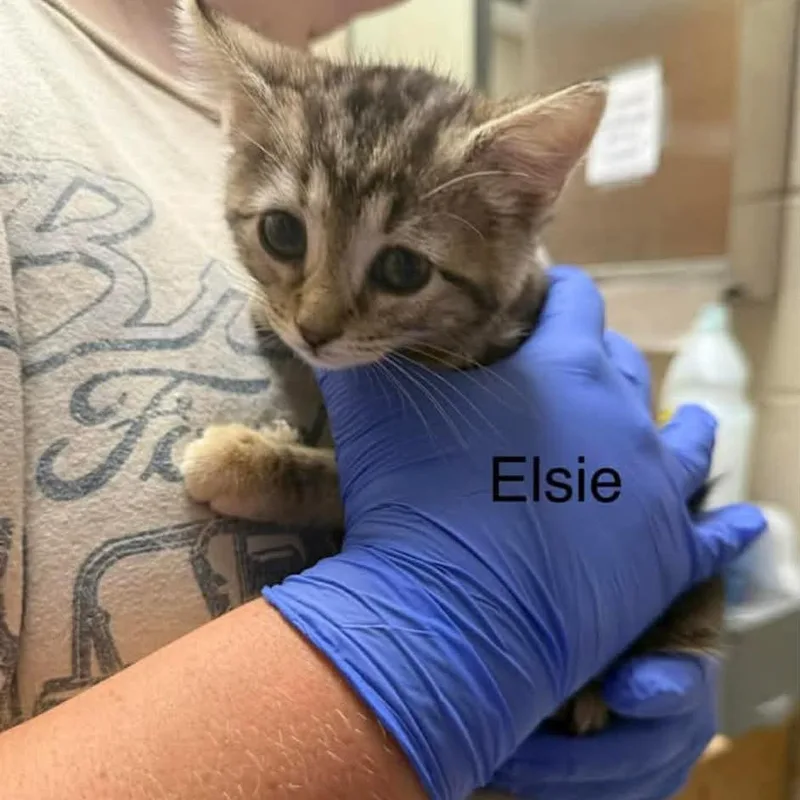 A baby small-sized female Black Domestic Short Hair cat named Elsie for adoption in Caryville, TN