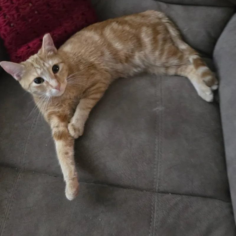 A young medium-sized female Tabby (Orange / Red) Domestic Short Hair cat named Tika Waylan Majere for adoption in Tampa, FL