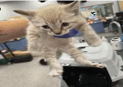 A baby small-sized male Domestic Short Hair cat named Benjamin for adoption in Largo, FL