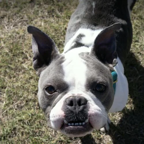 A young small-sized female Bicolor French Bulldog dog named Petite for adoption in Austin, TX