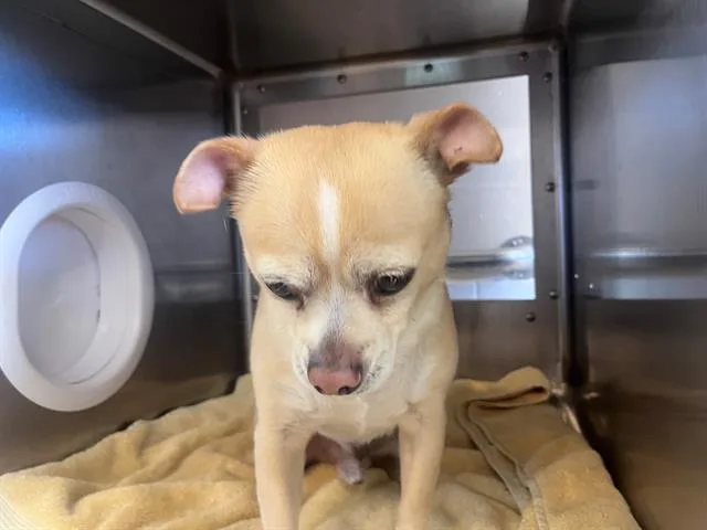An adult small-sized male Chihuahua dog named Nene for adoption in Chula Vista, CA