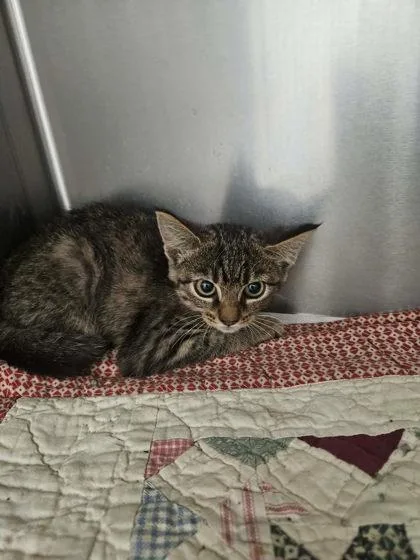 A young medium-sized male Domestic Short Hair cat named Daisy for adoption in Sullivan, IN