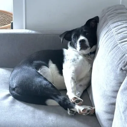 A young medium-sized male Terrier dog named Preston for adoption in Washington, DC