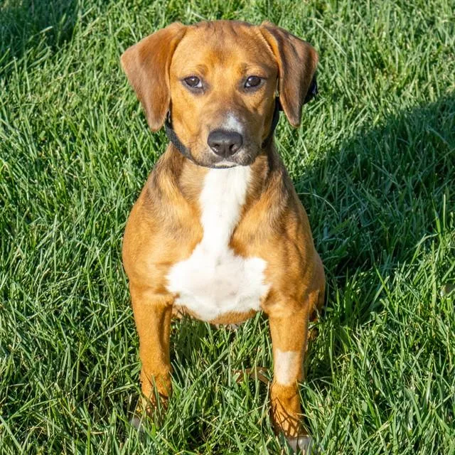 A young small-sized female Beagle dog named Wrenly for adoption in St. Louis, MO