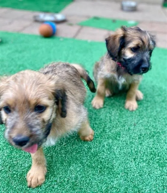 A baby medium-sized female Brown / Chocolate Schnoodle dog named Heidi for adoption in Orland Park, IL
