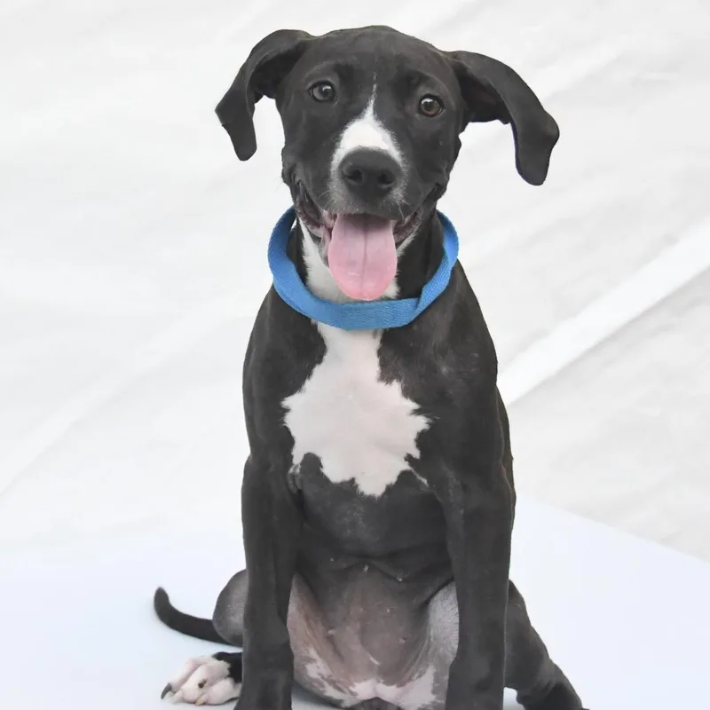 A baby medium-sized female Black American Bulldog dog named Juliette for adoption in South Elgin, IL