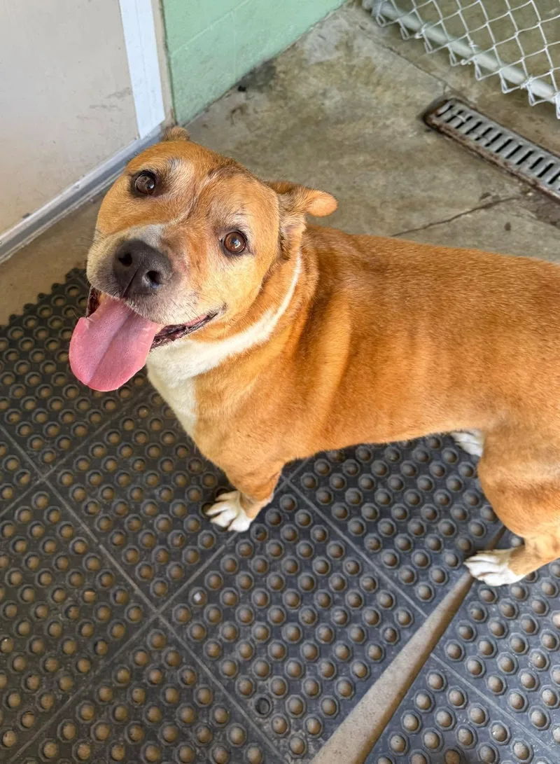 A senior large-sized male Labrador Retriever dog named Francis for adoption in Bellaire, MI