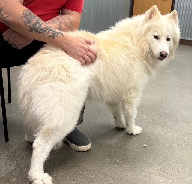 An adult large-sized male White / Cream Samoyed dog named Luca for adoption in San Rafael, CA
