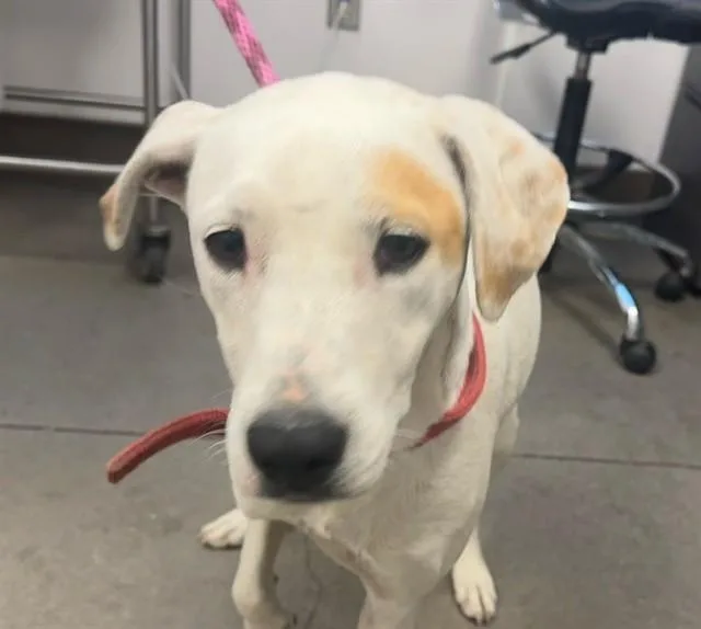 A young large-sized female Australian Cattle Dog / Blue Heeler dog named Aspen for adoption in Tucson, AZ