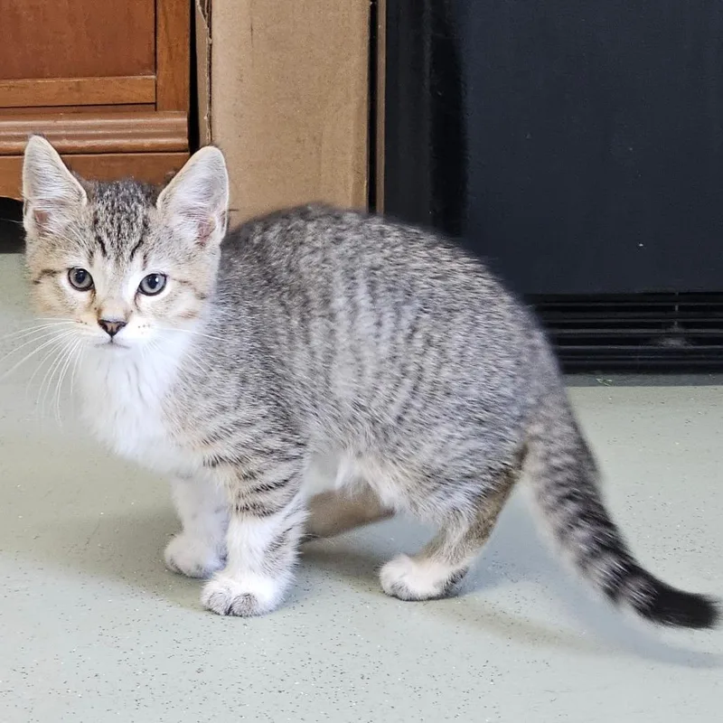 A baby medium-sized male Tabby (Brown / Chocolate) Domestic Short Hair cat named Yale for adoption in Toledo, OH