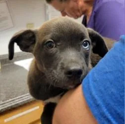 A baby large-sized male Pit Bull Terrier dog named Link for adoption in Lockhart, TX