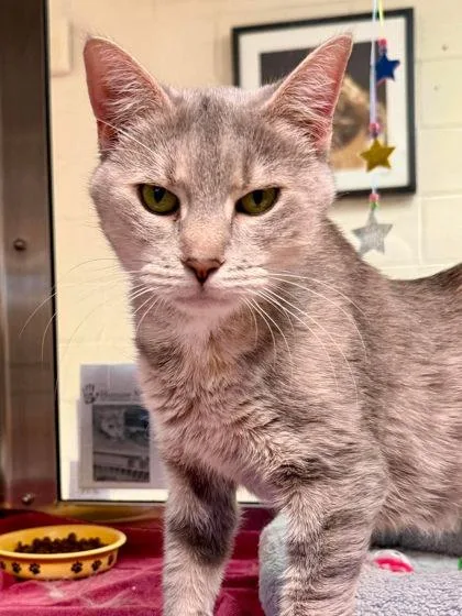 An adult small-sized female Domestic Short Hair cat named Opal for adoption in West Chester, PA