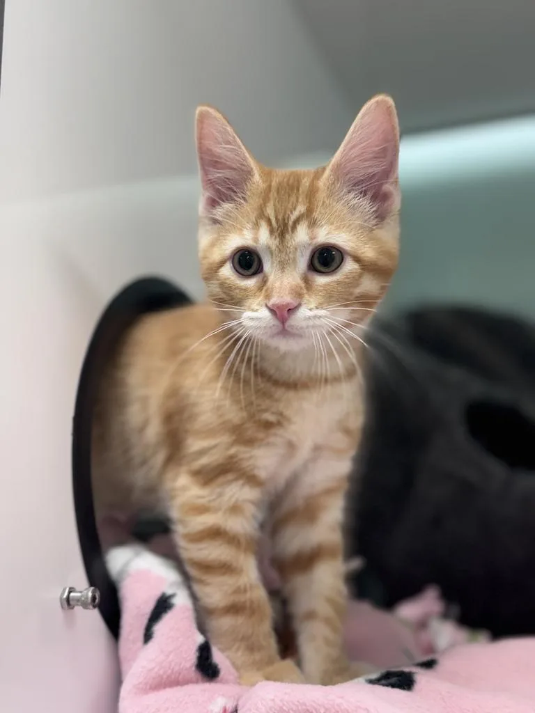 A baby small-sized male Domestic Short Hair cat named Ginger Spice for adoption in Saint Paul, MN
