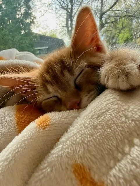 Ginger Spice thumbnail 5