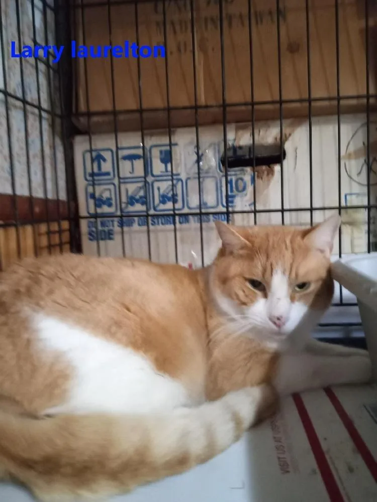 Larry Laurelton thumbnail 2