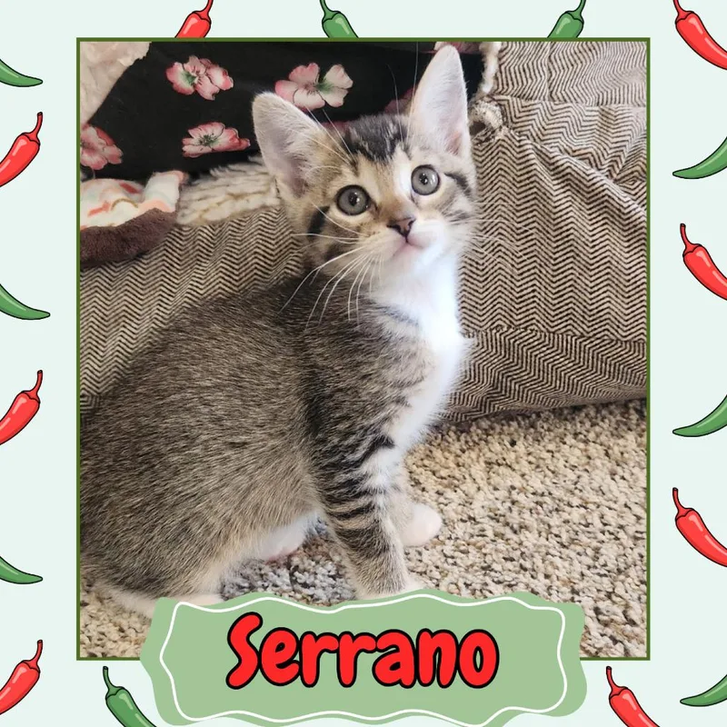 A baby small-sized female Brown / Chocolate Domestic Short Hair cat named Serrano for adoption in Wind Gap, PA