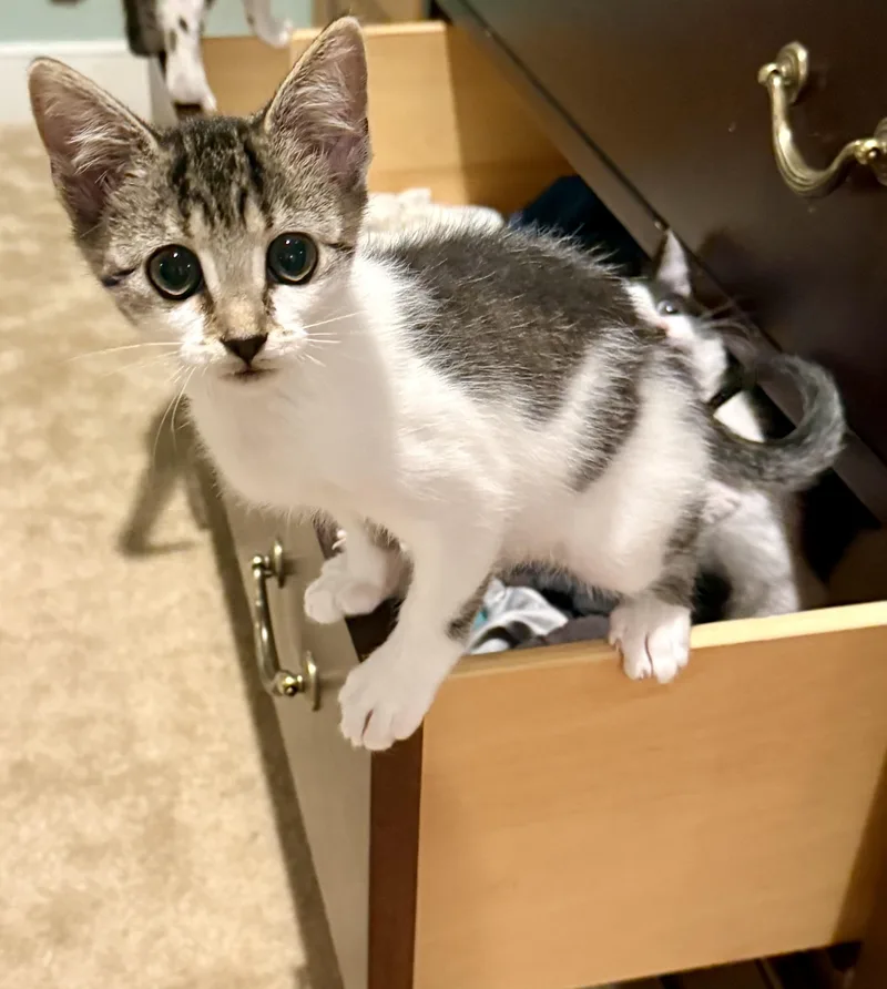 A baby small-sized female White Domestic Short Hair cat named TikTok for adoption in Richmond, VA