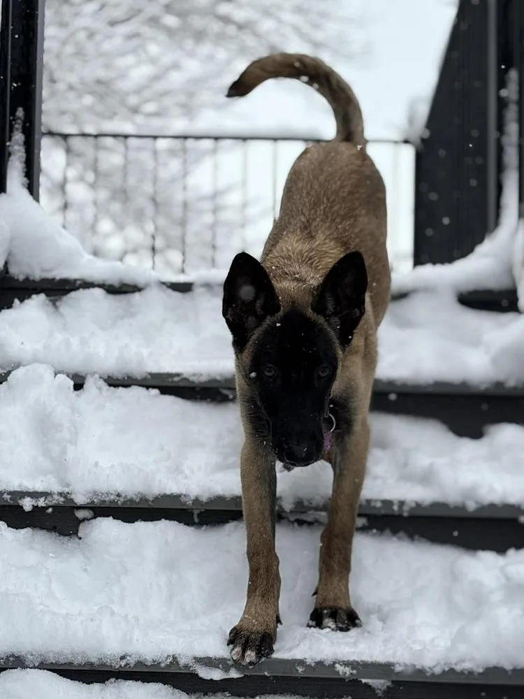 Seraphina Located In Co thumbnail 2